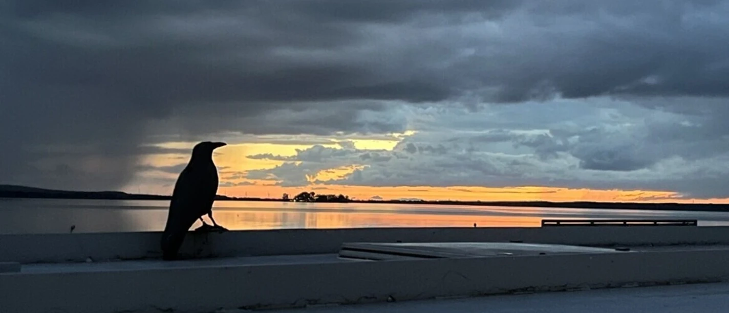 Steinhuder_Meer_düster_mit_Möwe_1772573312.jpeg Dunkle Vogelsilhouette am Steinhuder Meer vor leuchtendem Abendrot und schweren Wolken.