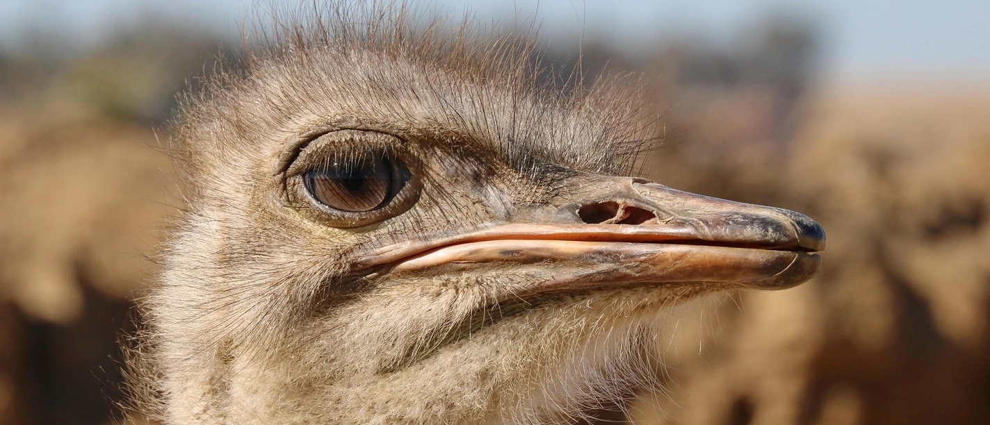Vogelstrauß | Beispielbild Kopf eines Vogelstraußes