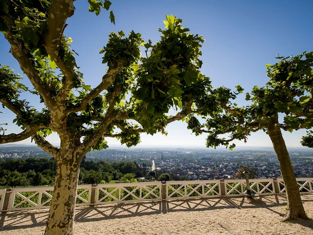 Blick von der Terrasse des Hotel Restaurant Johannisberg in die Landschaft Platanen auf der Terrasse des Hotel Restaurant Johannisberg. Bei strahlend blauem Himmel bietet sich ein toller Blick über Bad Nauheim und darüber hinaus.