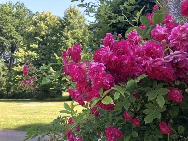 Speckenbütteler Park (c) Mailin Knoke (30)_WEB.jpg Üppiger Rosenbusch im Gesundheitspark Speckenbüttel