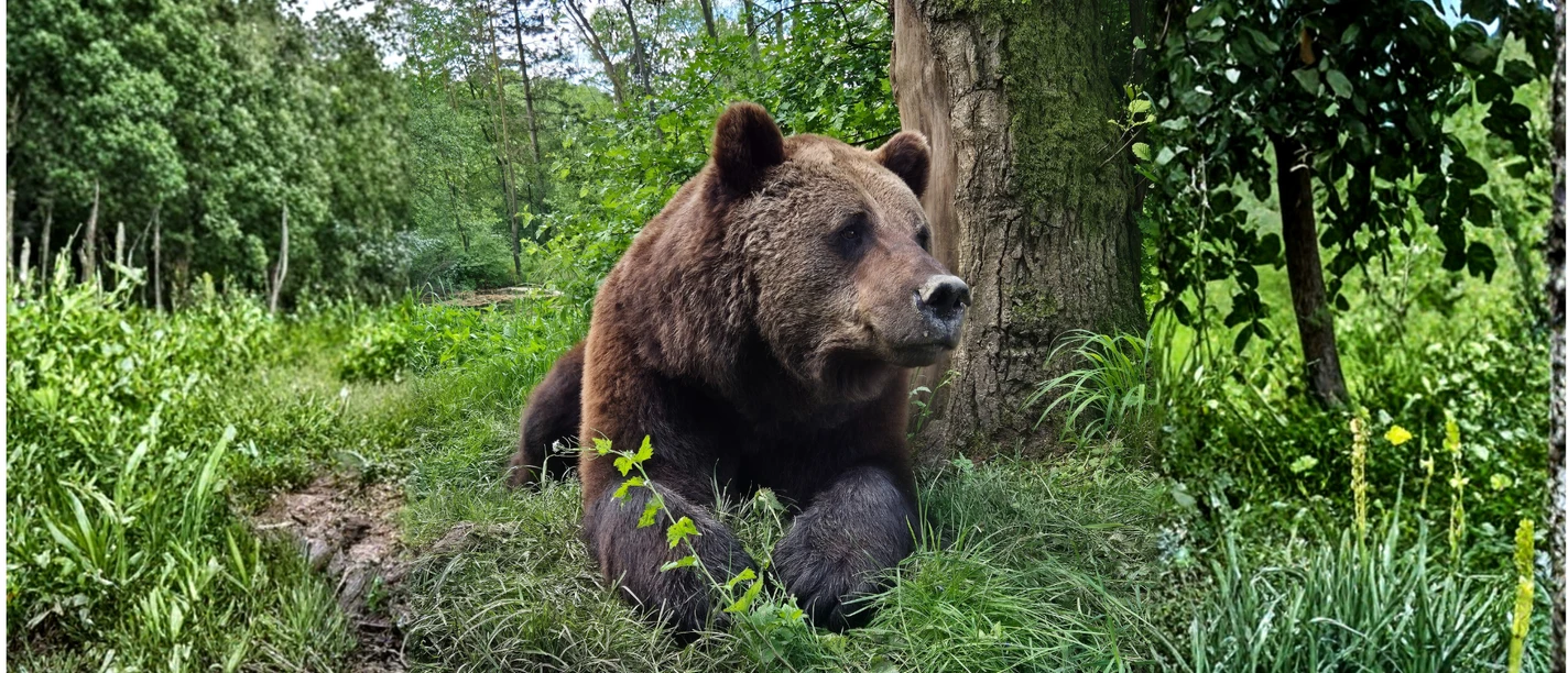 Bärensommernacht im Bärenpark Worbis Bärensommernacht im Bärenpark Worbis