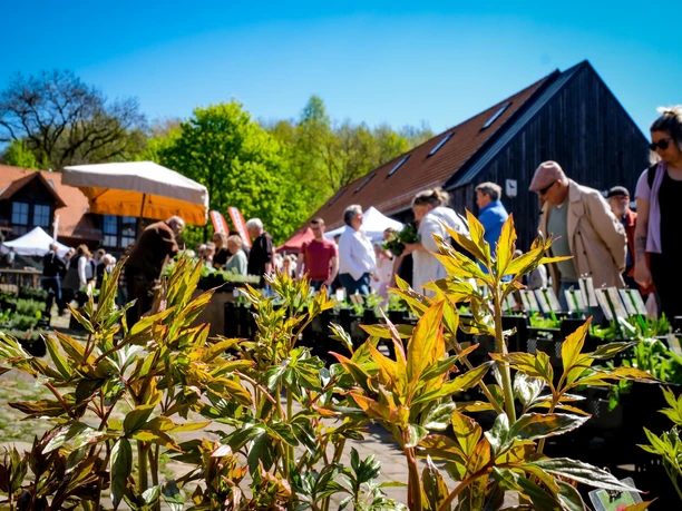 Kräutermarkt Gut Herbigshagen Kräutermarkt Gut Herbigshagen