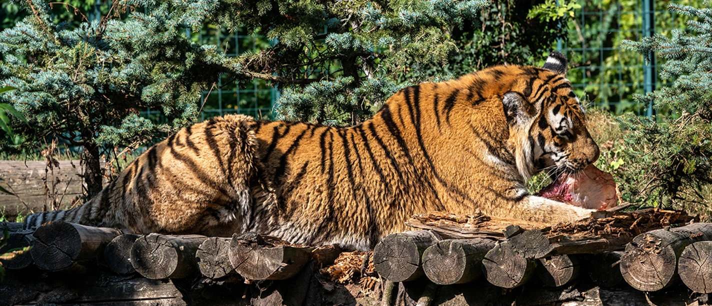 Schaufütterung bei den Sibirischen Tigern_Foto Volker Hielscher.jpg