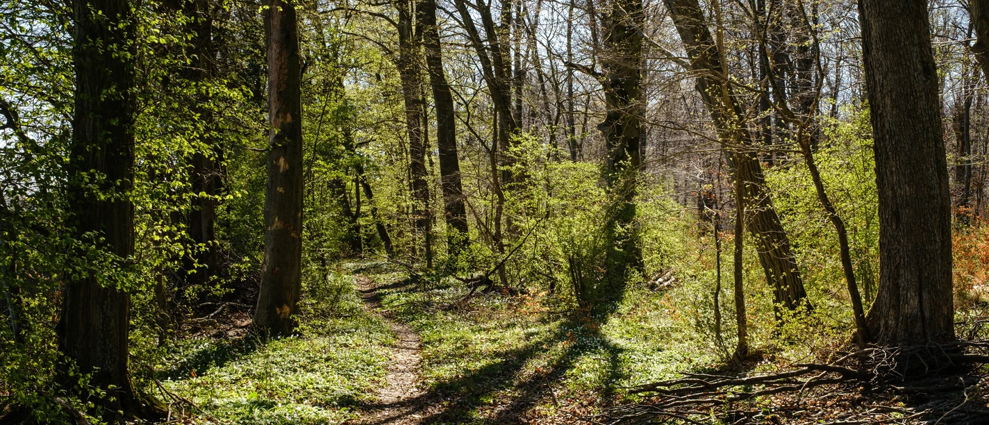 2026-03-22 Liter. Waldsparziergang.jpg