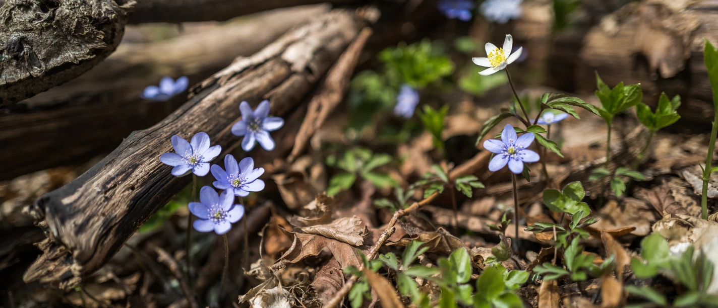 2026-03-29 Frühblüherwanderung.jpg