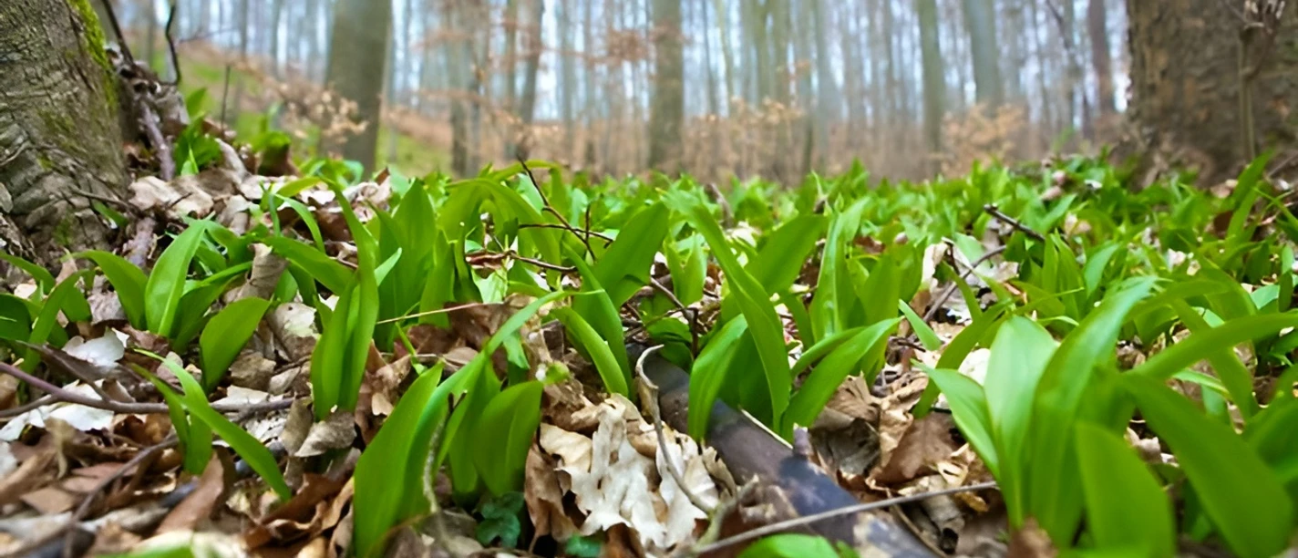 2026-04-19 Der Geschmack vom Wald.jpg