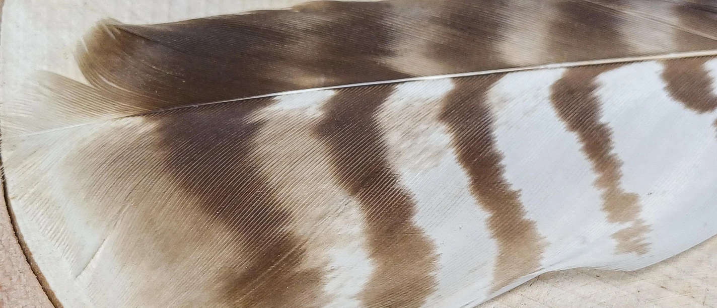 2026-04-26 Welche Feder ist das.JPG