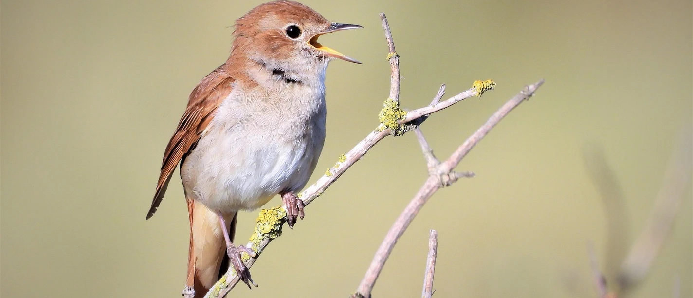 2026-05-17 Gefiederte Lehrmeister.jpg