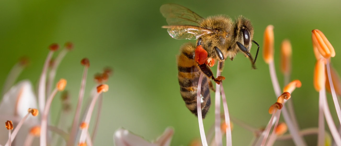 2026-05-23 Bienen im Naturpark.jpg