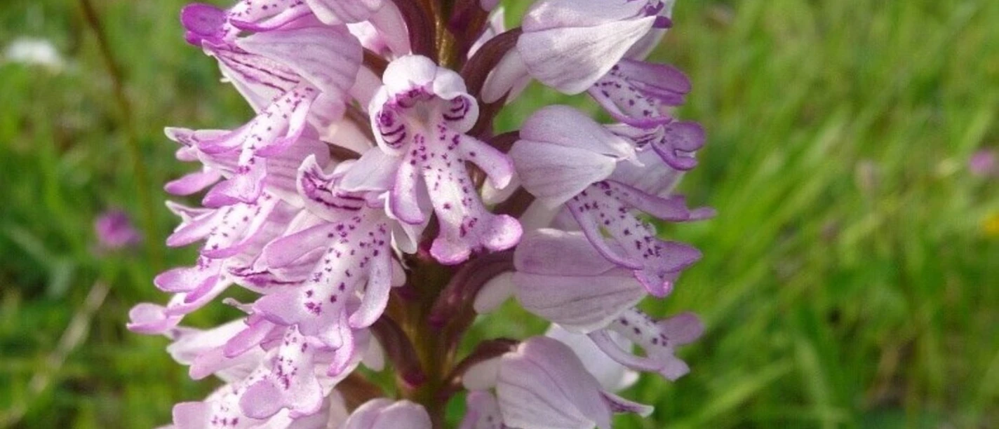 Orchidee Christine Hofmeister(1)