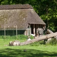 J6419 (c) Helmut Gross_Erlebnis Bremerhaven_WEB.jpg Outdoor-Tiergehege mit Ziegen und Reetdachhaus im Bürgerpark Bremerhaven