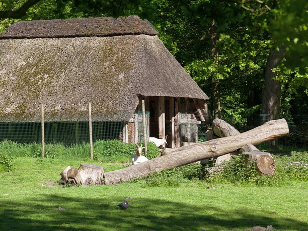 J6419 (c) Helmut Gross_Erlebnis Bremerhaven_WEB.jpg Outdoor-Tiergehege mit Ziegen und Reetdachhaus im Bürgerpark Bremerhaven