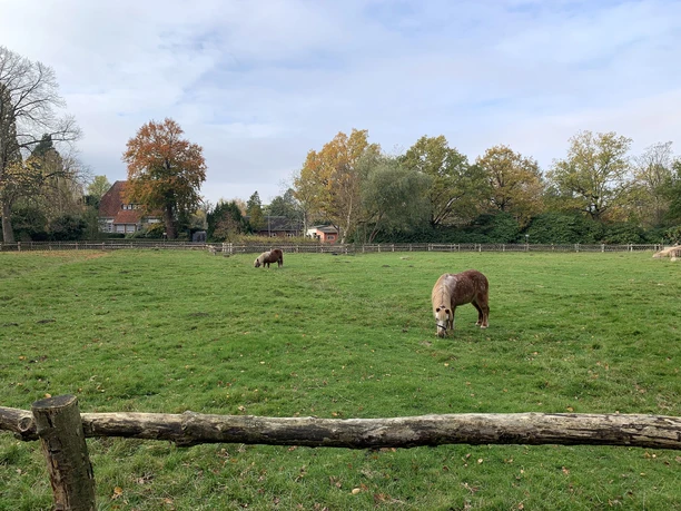 Herbst Park (c) Lina-Amarie Selimi (7)_WEB.jpg Ponys im Tiergehege im Bürgerpark Bremerhaven