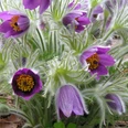 Pulsatilla.JPG