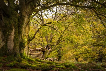 Hutewald Halloh