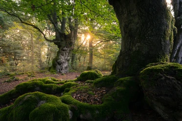 Hutewald Halloh
