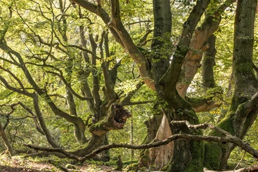 Hutewald Halloh