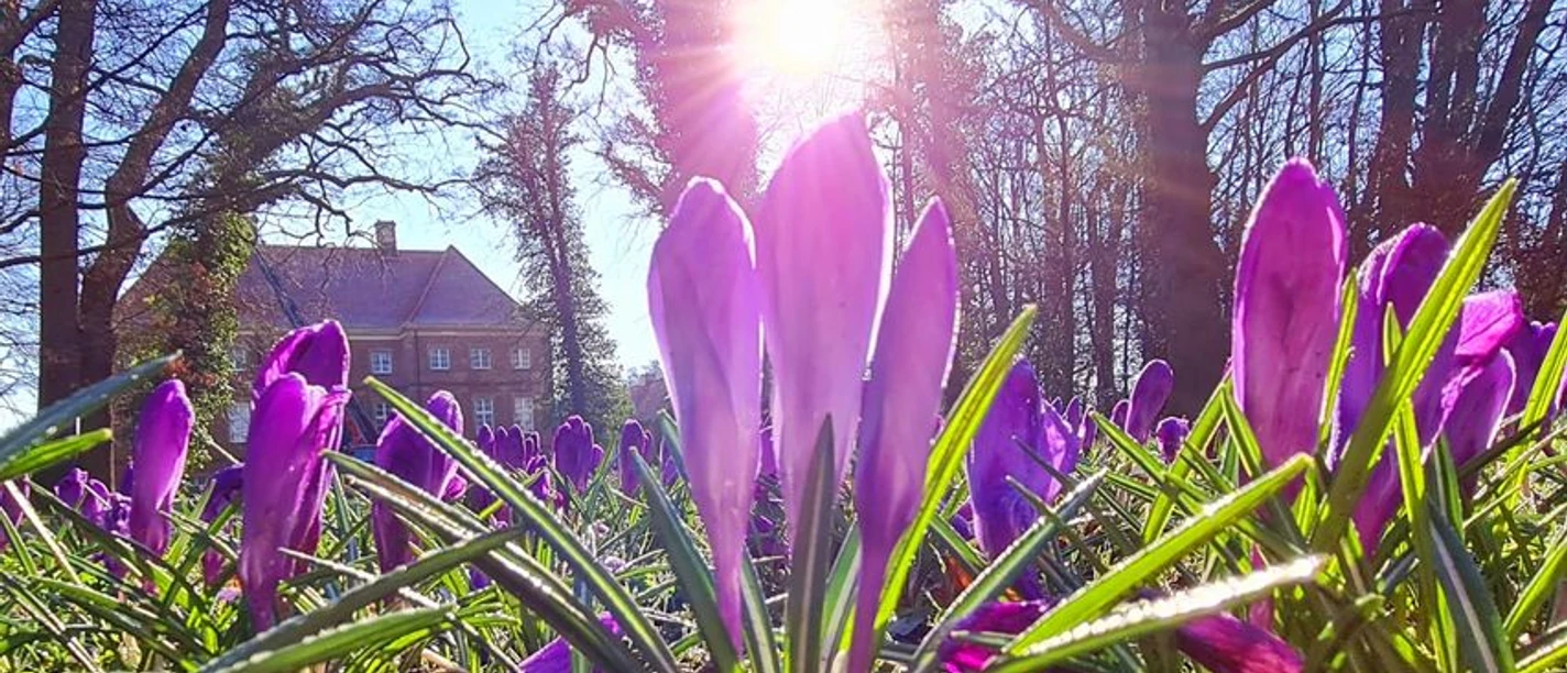 Altenkamp KW 12 Krokusse.jpg