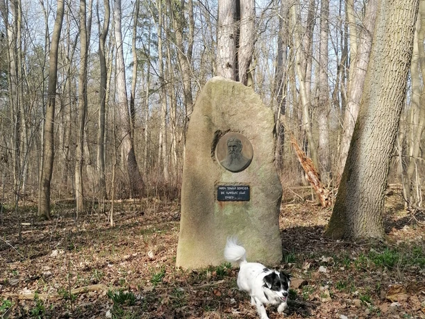 Domeier Gedenkstein Gedenkstein für Senator Domeier im Wald. Davor läuft ein kleiner schwarz-weißer Hund.