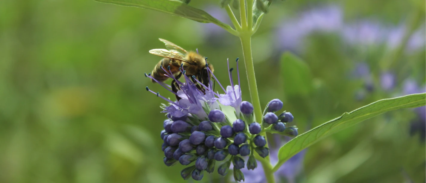 Ferienprogramm Bärenpark Worbis - Bienen Ferienprogramm Bärenpark Worbis - Bienen