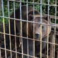 Bärenrettung - Ferienprogramm im Bärenpark Worbis Bärenrettung - Ferienprogramm im Bärenpark Worbis