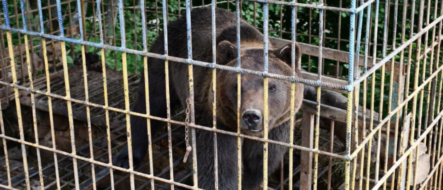 Bärenrettung - Ferienprogramm im Bärenpark Worbis Bärenrettung - Ferienprogramm im Bärenpark Worbis
