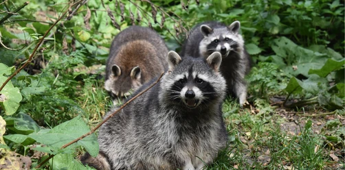 Waschbären im Bärenpark Worbis Waschbären im Bärenpark Worbis