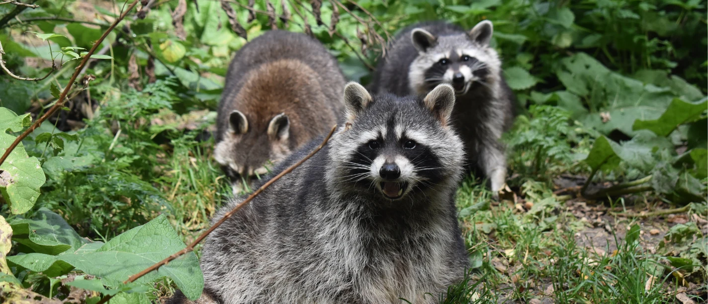 Waschbären im Bärenpark Worbis Waschbären im Bärenpark Worbis