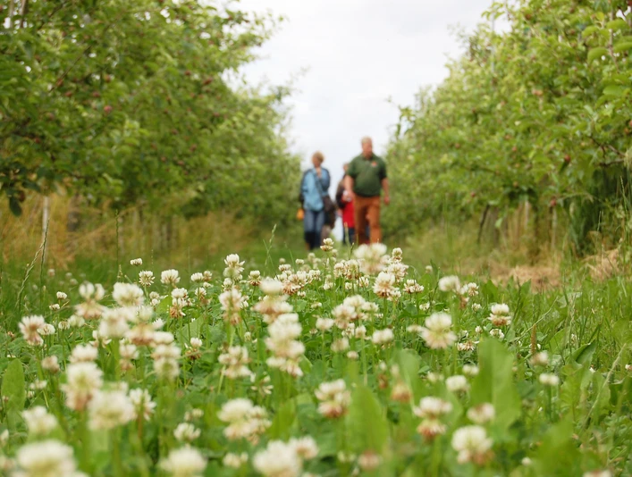 Obsthofwanderung im Herzapfelhof