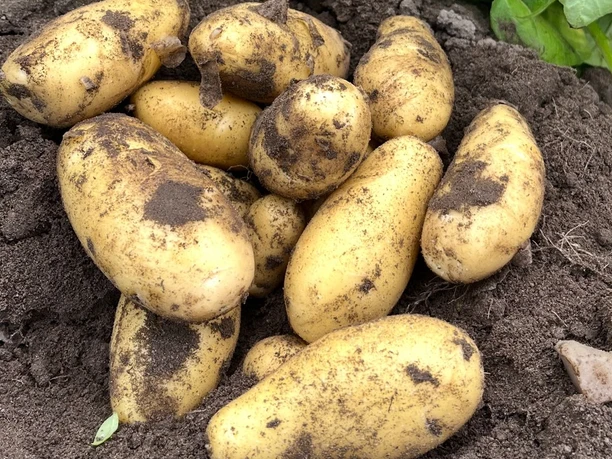 Hof Müller Kartoffelanbau Aardappelteelt bij Hof Müller