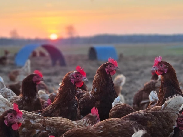 Hofhühner Müller Boitzenhagen.jpeg