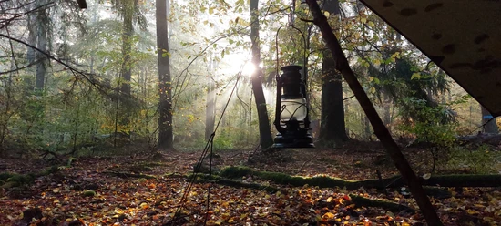 BewusstSein im Wald