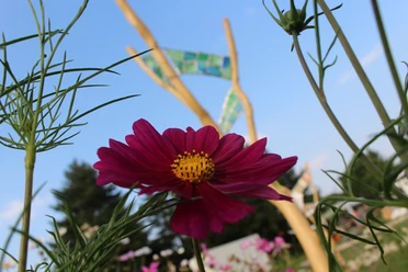 Glasobjekte zwischen Blumenbeeten im Garten von Claudia Hassebrock