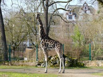 Nubische Giraffe Nubische Giraffe im Zoo Frankfurt auf Freianlage mit Bäumen