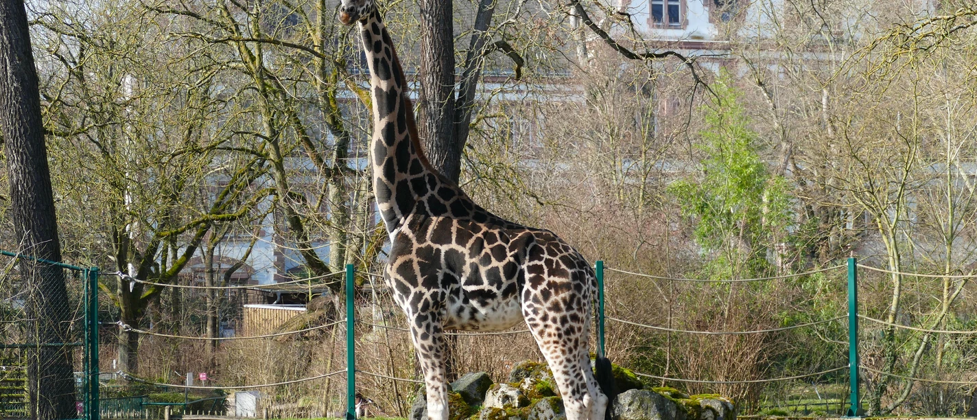 Nubische Giraffe Nubische Giraffe im Zoo Frankfurt auf Freianlage mit Bäumen
