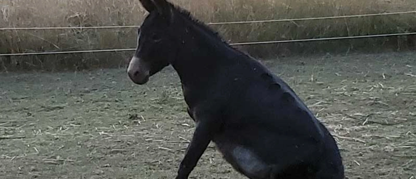 sitzender Esel Sitzender dunkler Esel auf grünem Untergrund vor trockenem Gras und Zaun.