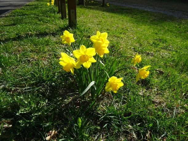 Blühende Narzissen entlang der Osterglockenrunde