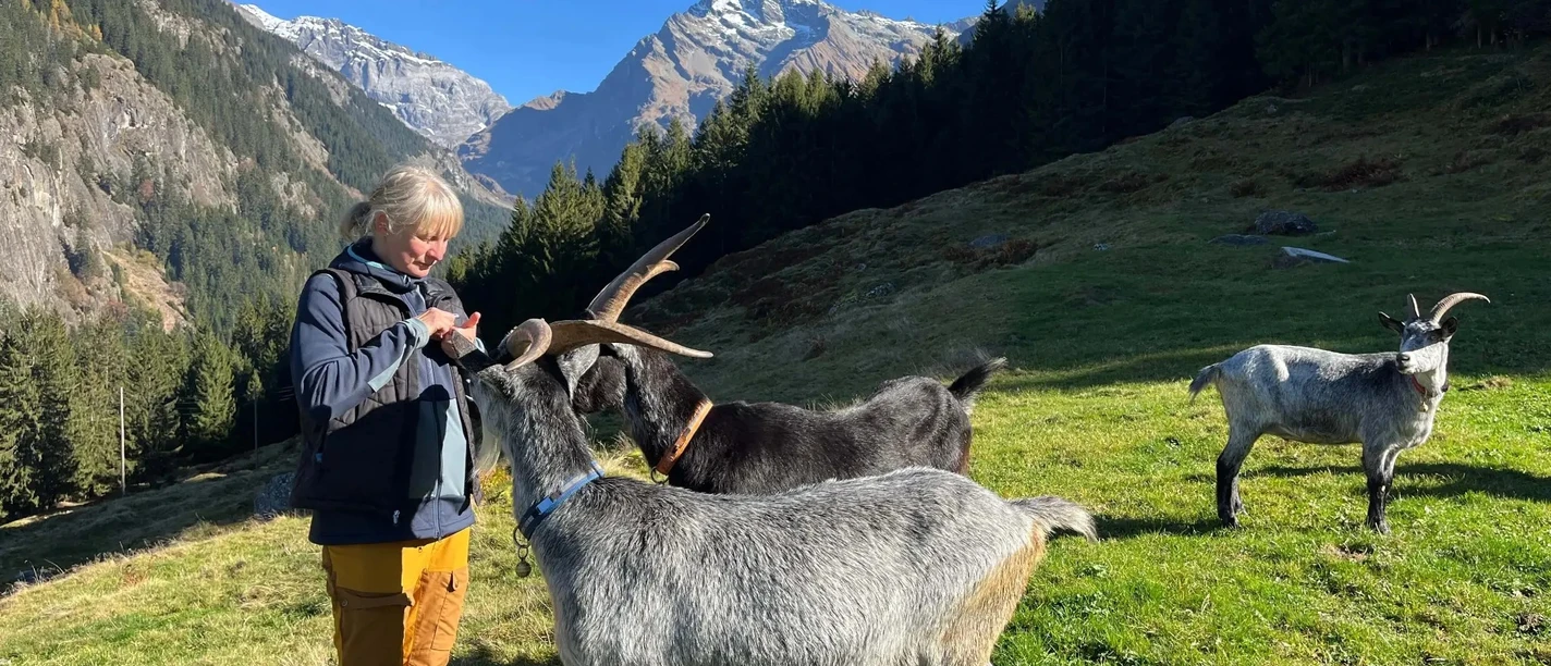 ZiegenMaderanertal 2026