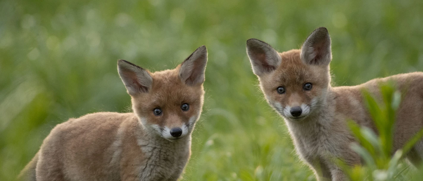 2026_04_13_Multivision_Junge-Fuechse-2@Sven Meurs.jpg