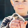 selected_selected_selected_csm_cropmiddle_Vogelpark-Heiligenkirchen-Junge-mit-Kueken-klein-Foto-VanessaWill_2e9e5e7a49.jpg