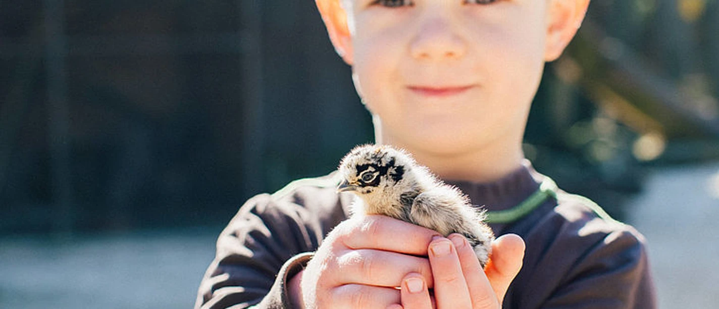 selected_selected_selected_csm_cropmiddle_Vogelpark-Heiligenkirchen-Junge-mit-Kueken-klein-Foto-VanessaWill_2e9e5e7a49.jpg