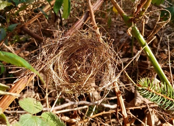 SNHM_Wenn Tiere bauen_bird-nest_pixabay.jpg