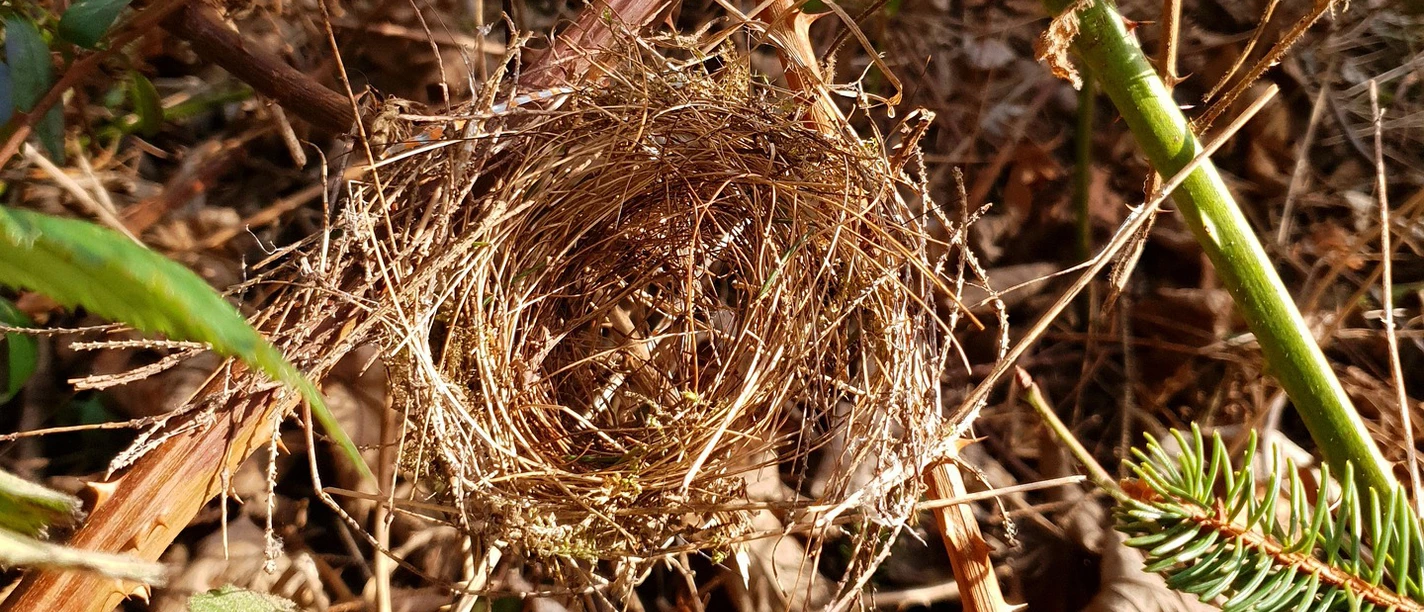 SNHM_Wenn Tiere bauen_bird-nest_pixabay.jpg