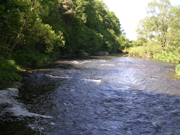 Petri Heil an der Eder Sie sehen die Eder, wie sie ruhig durch eine üppige, grüne Landschaft fließt.
