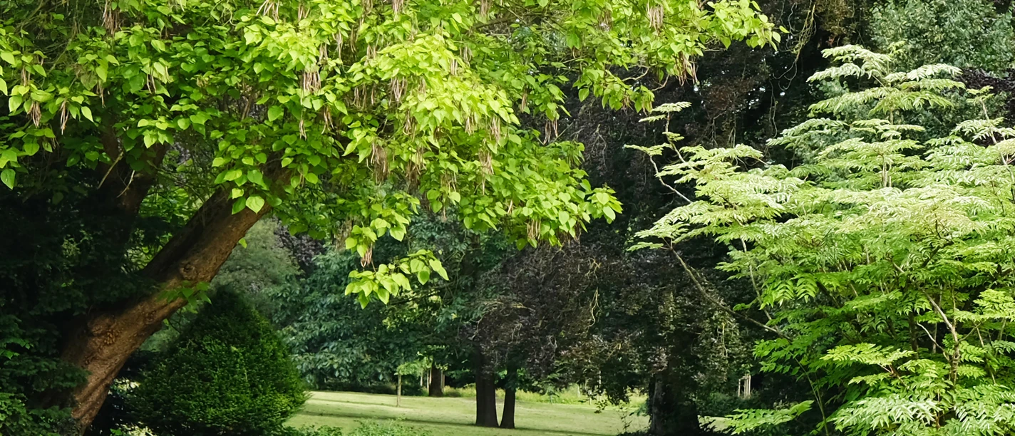 Yoga im Bürgerpark_OSB_B Kohn.jpg