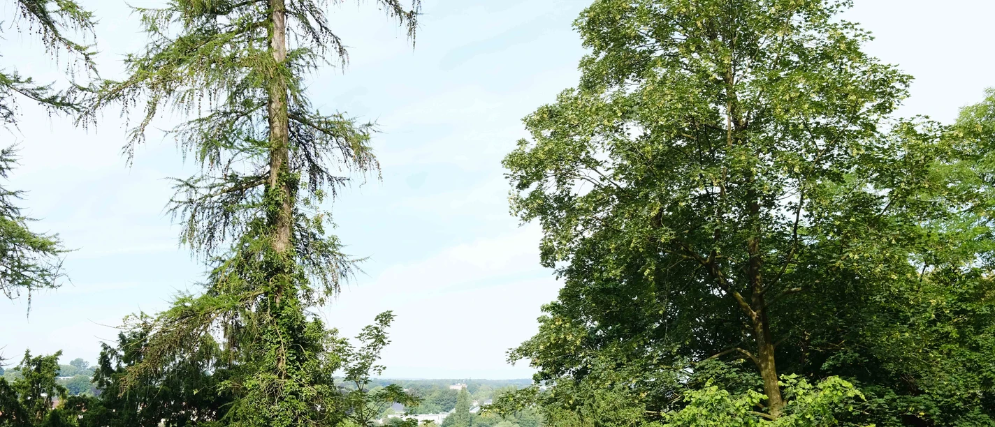 Vogelwelt im Bürgerpark_OSB_Benedikt Kohn.jpg