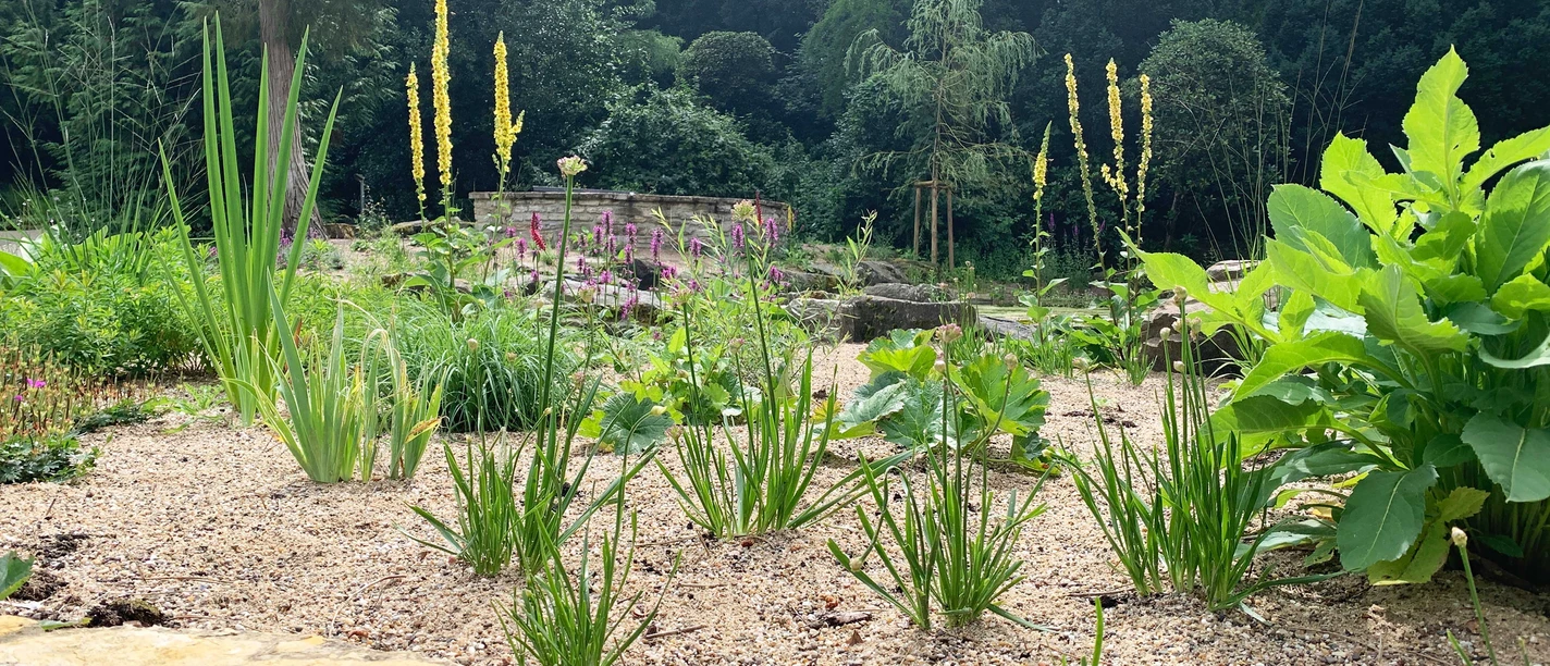 Pflanzenvielfalt im Bürgerpark_OSB_Benedikt Kohn.jpg
