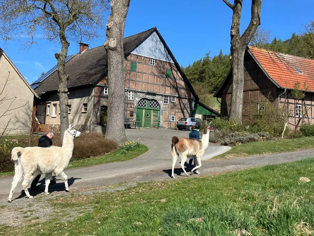 Luisenhof-Lamas-Unterwegs im Frühling.JPG