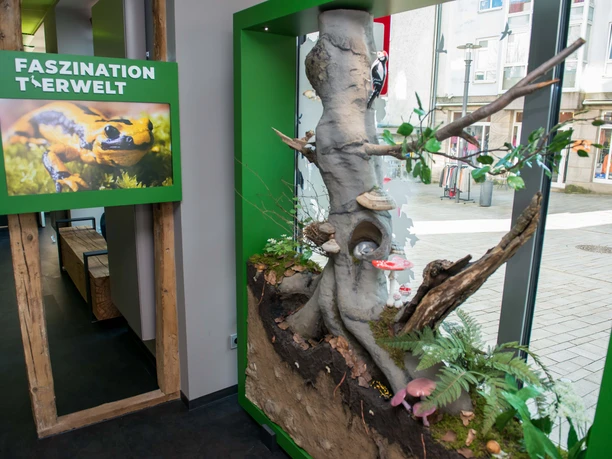 bad-driburg-eröffnung-showroom-bad-driburger-touristik-gmbh-daniel-winkler-2023-16(3).JPG Waldquerschnitt mit vielen Tieren zum entdecken.