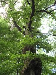 Naturdenkmal Dicke Eiche